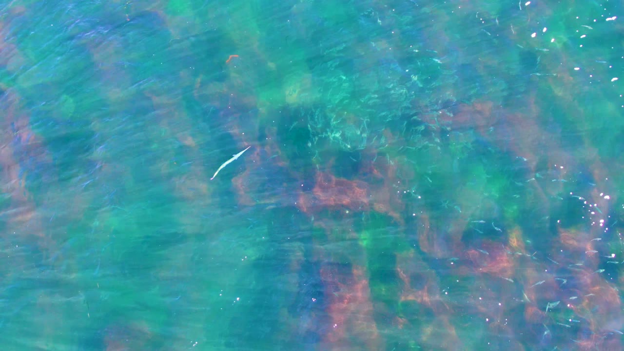 At 0:02 in La Bocana, Baja California Sur, the small fish remains visible over shallow blue-green water with green and reddish submerged patches, bright surface flecks, and no visible people.
