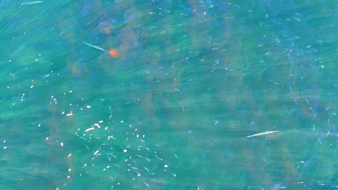 Clear turquoise water in La Bocana with small pale fish near the upper left, red and green submerged vegetation below the surface, and no visible people.