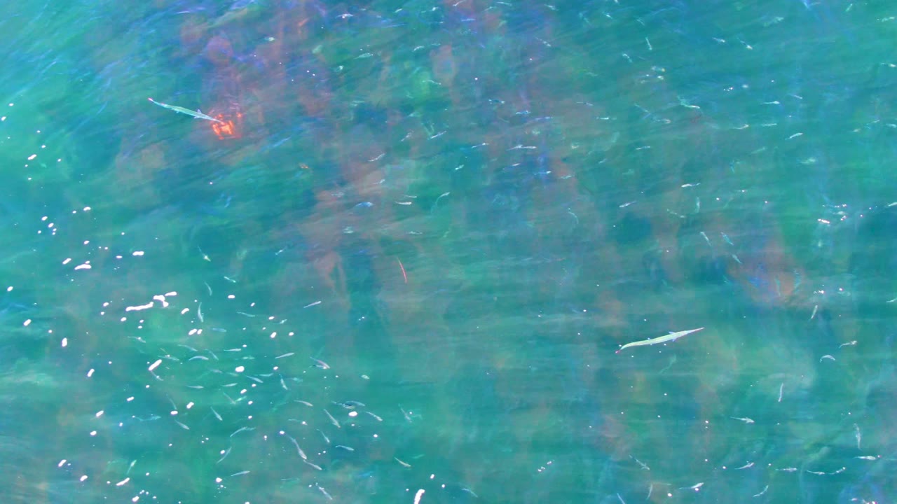 Small fish visible in rippled turquoise water over vegetation.