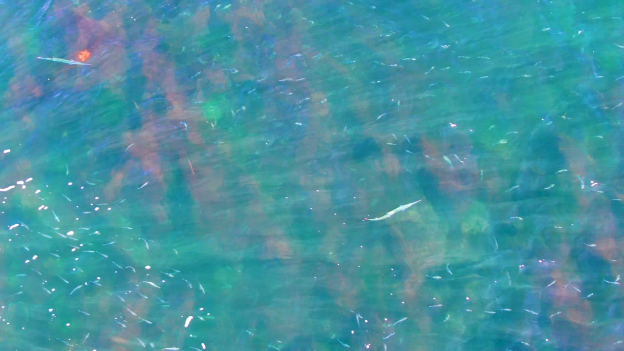 A fish crosses the upper portion of the La Bocana frame while bright flecks of reflected sunlight scatter across turquoise water above red and green underwater vegetation, no visible people.