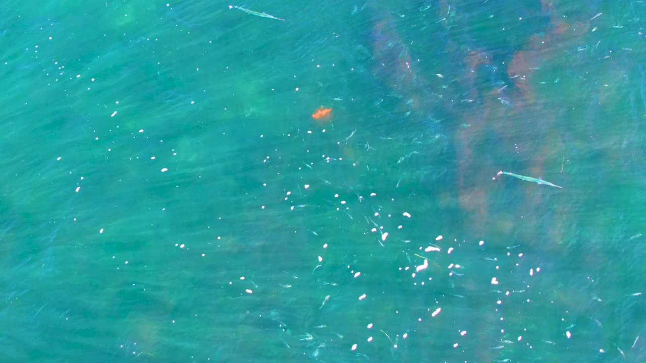 At La Bocana, Baja California Sur, small fish and a small orange speck appear under turquoise water with soft reflected color patches and no visible people.