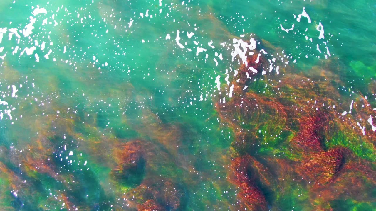 Sun reflections over submerged red seaweed