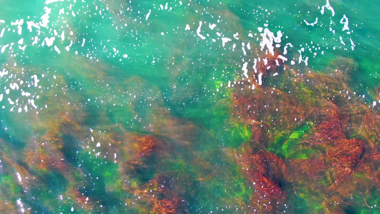 Clear turquoise water reveals a dense red-brown seaweed patch with green areas underneath the surface in La Bocana, with no visible people.