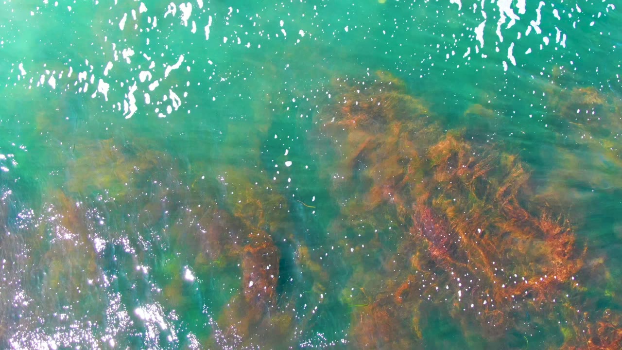 Overhead view of clear green water at La Bocana with reddish brown seaweed visible below surface ripples and no visible people.