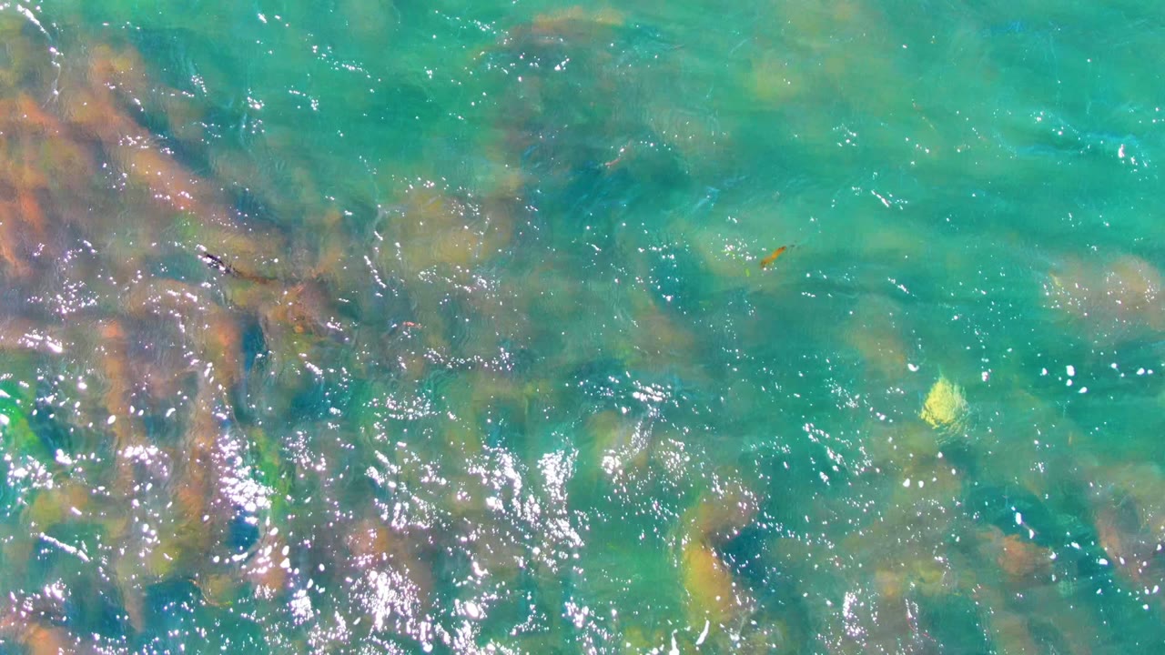 Clear water with seaweed strands and bright ripple highlights