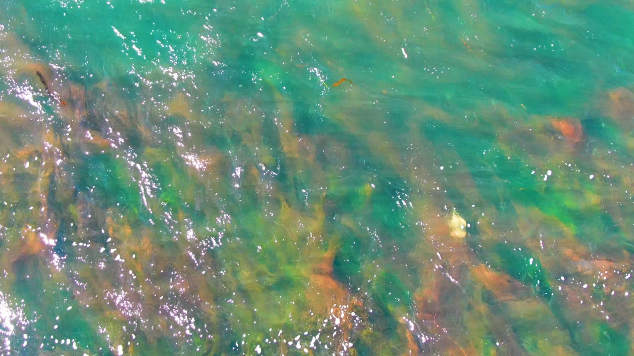 An overhead view in La Bocana, Baja California Sur shows teal water over mottled green algae and brown seaweed, with no visible people.