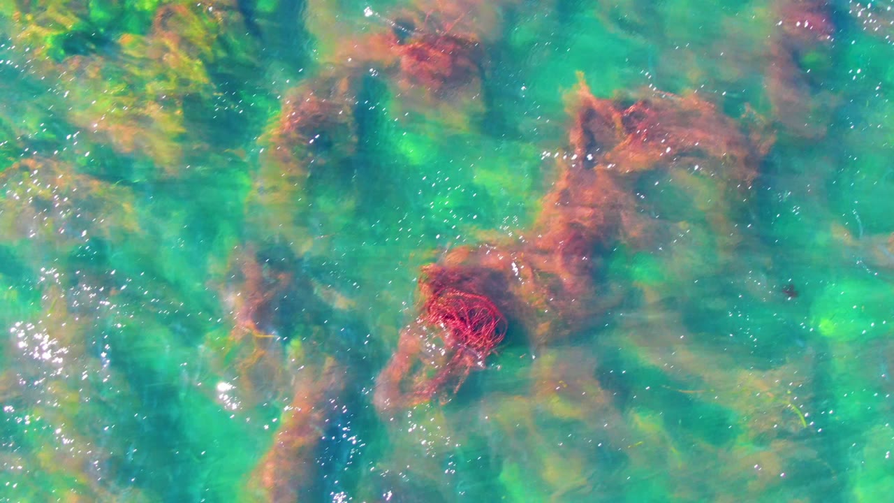 Overhead view of clear shallow water in La Bocana, Baja California Sur, with red and brown seaweed visible beneath turquoise ripples and no visible people.