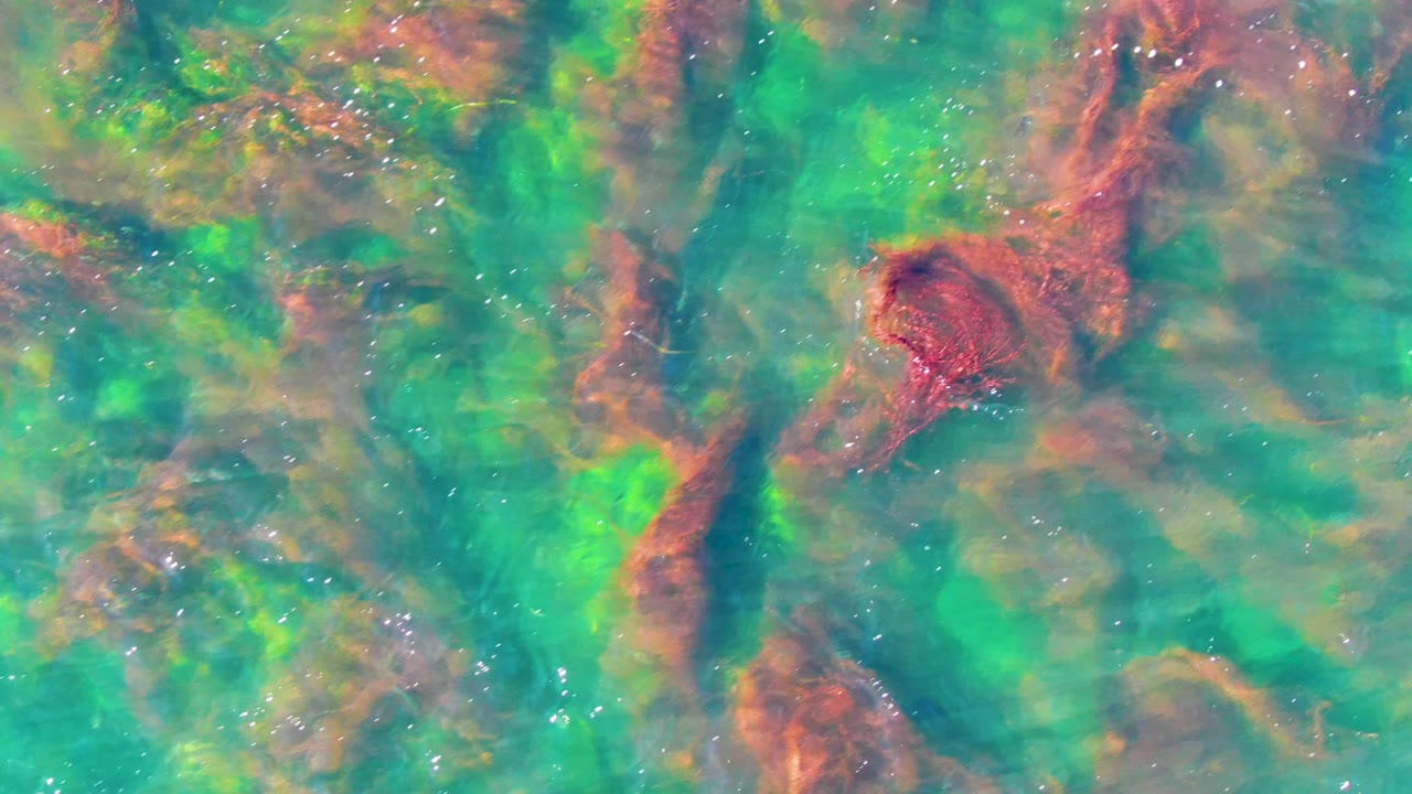 Underwater seaweed strands beneath bright green and turquoise ripples