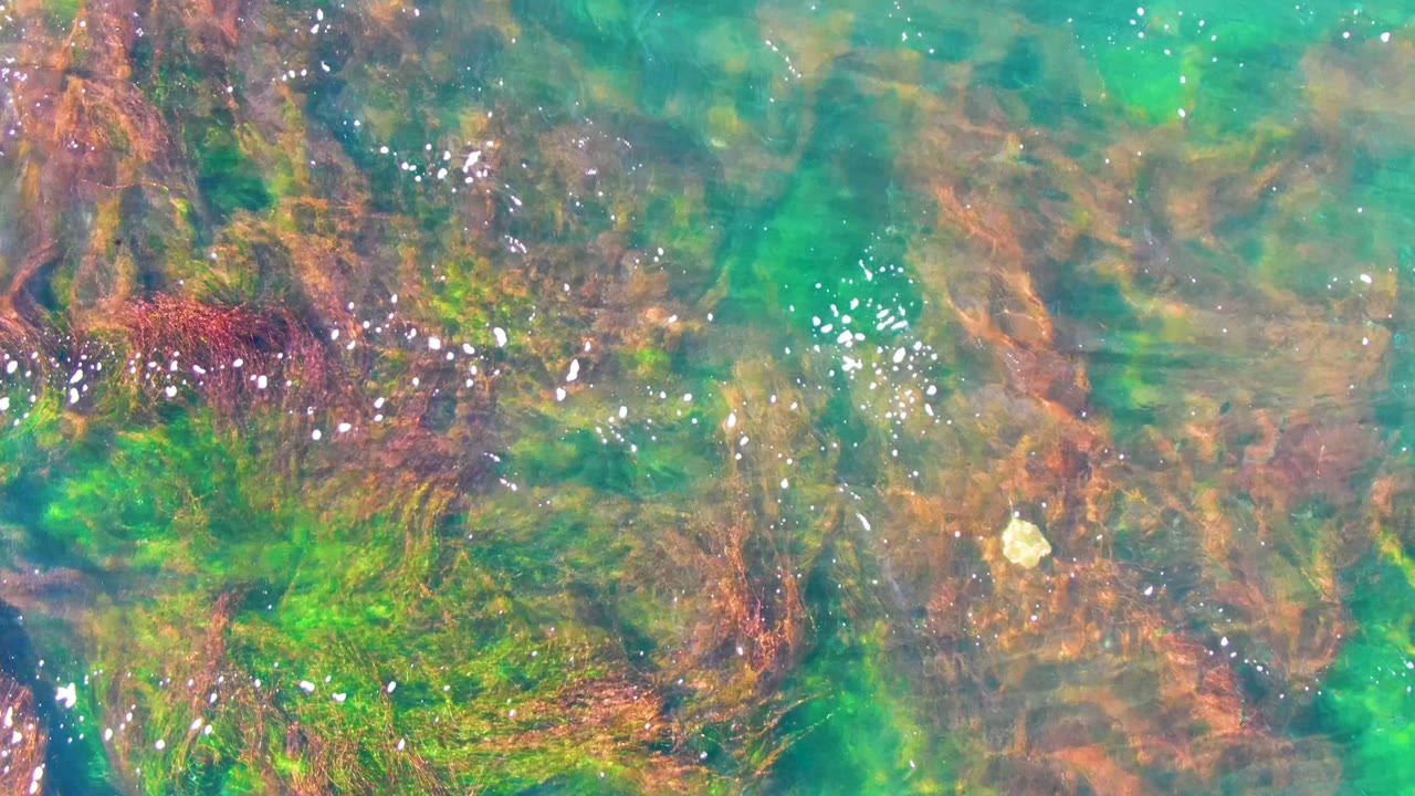 Overhead view of clear turquoise water at La Bocana, Baja California Sur, with red, brown, and green submerged seaweed and no visible people.