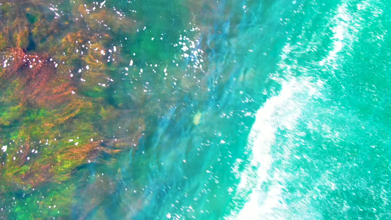 Wave foam crosses turquoise water beside darker submerged vegetation.