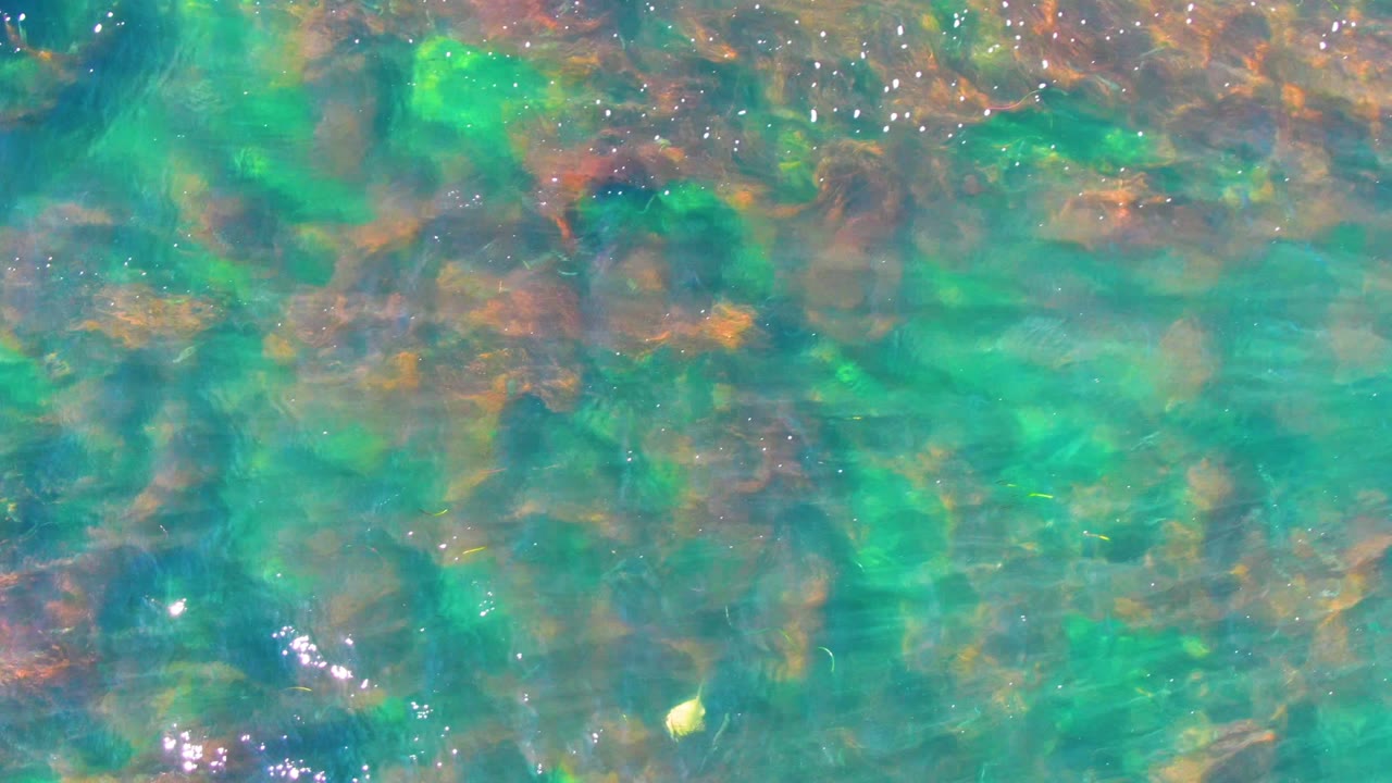 A small yellow fish appears against the clear shallow water in La Bocana, Baja California Sur, with rocks and faint surface reflections around it and no visible people.