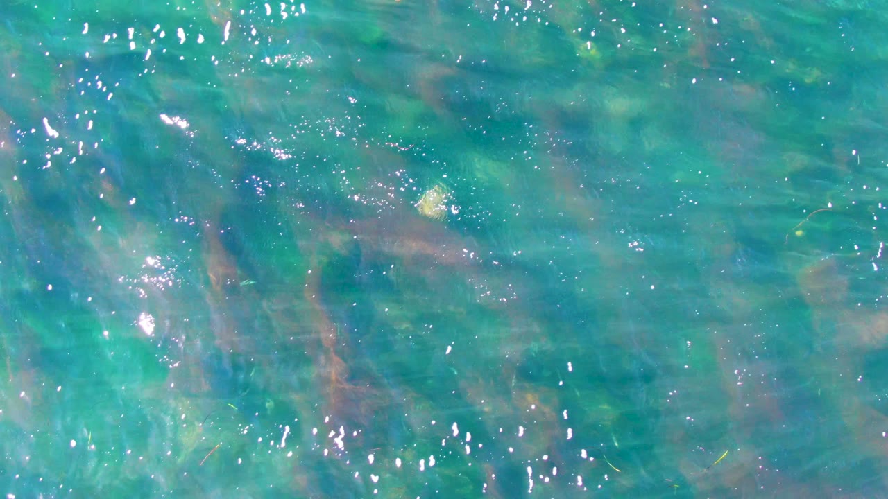 Rippling clear water over green and reddish underwater vegetation.