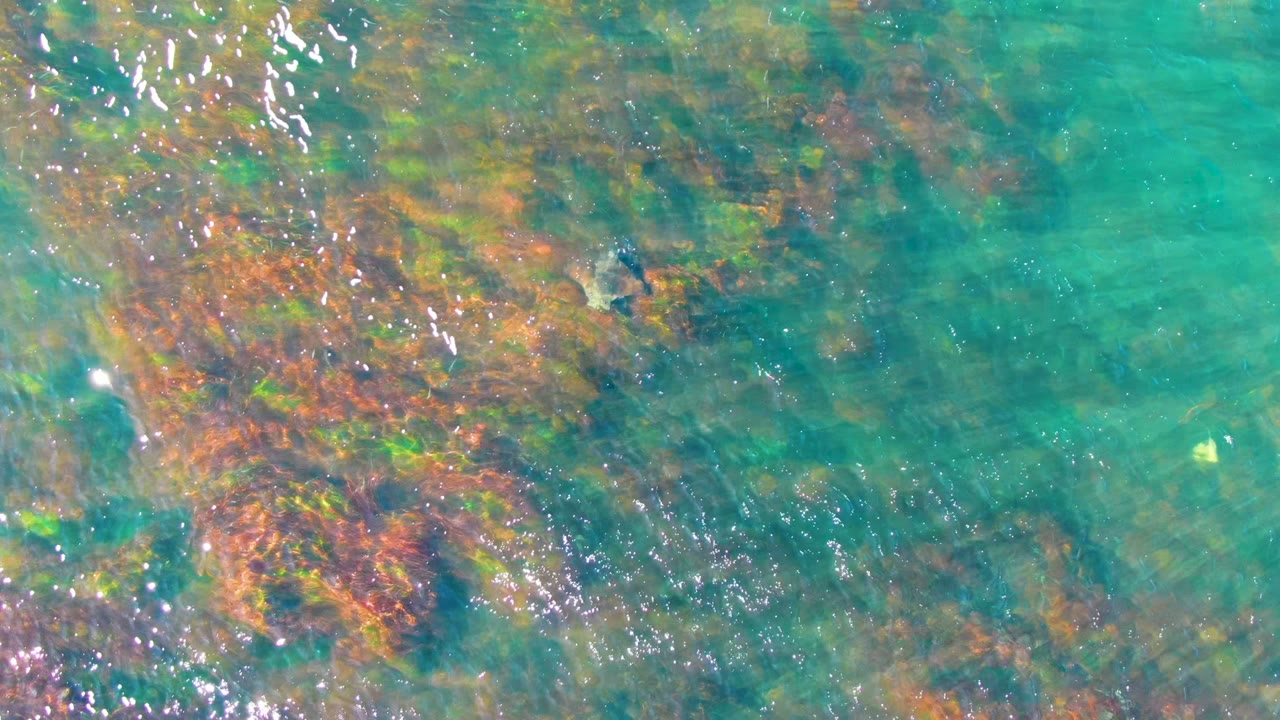 Sea turtle near colorful seabed in clear water.