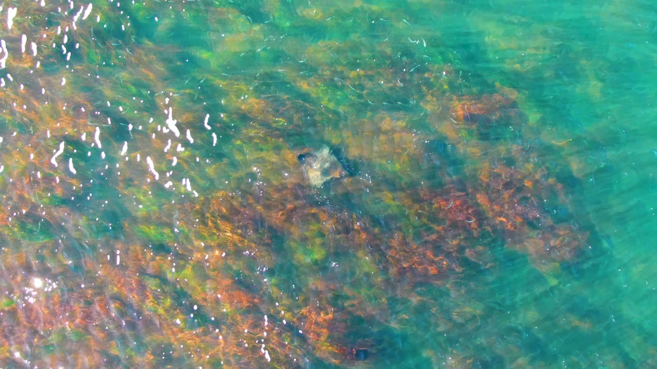 At 0:00 in La Bocana, Baja California Sur, turquoise water reveals red, green, and brown seabed growth with a faint sea turtle shape beneath the surface and no visible people.