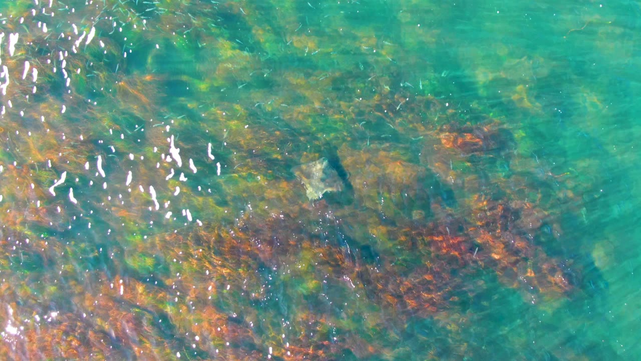 Overhead view of rippled turquoise water and coral-colored seabed with a submerged turtle.