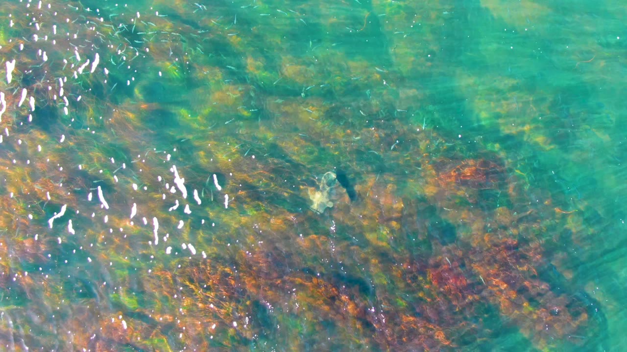 At 0:02 in La Bocana, Baja California Sur, the turtle remains under clear turquoise water near darker red and green patches on the seabed, with bright ripples at the left and no visible people.