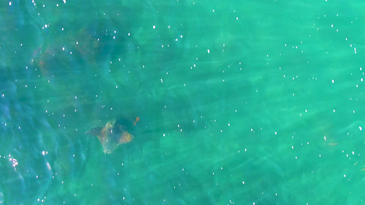 A stingray appears small beneath clear turquoise water near La Bocana, Baja California Sur, with scattered sun glints and no visible people.