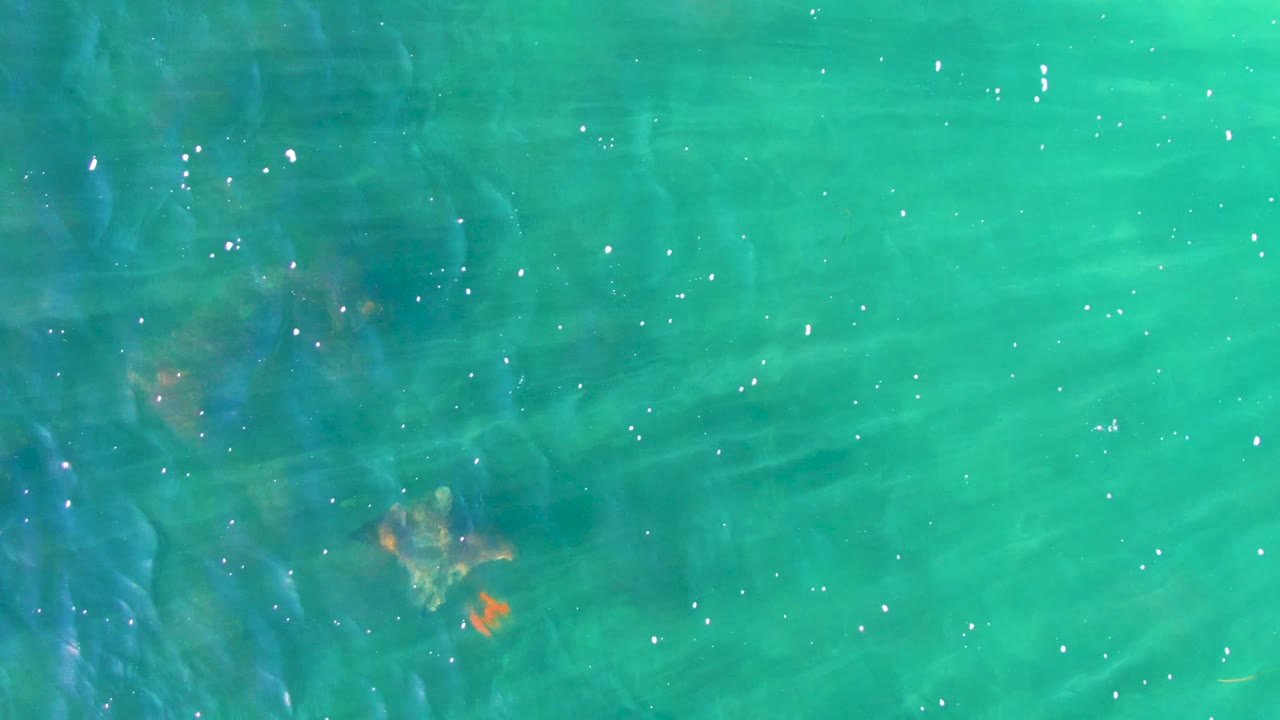 Stingray crossing clear turquoise water