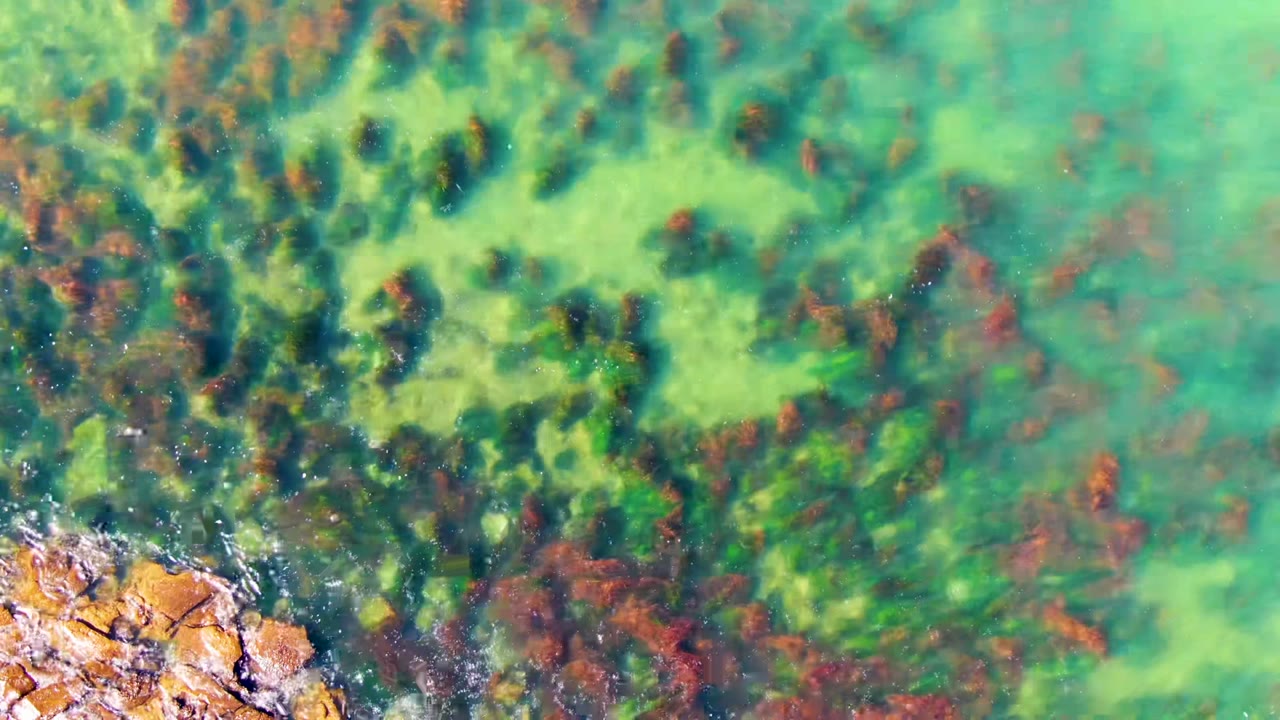 Top-down view of clear green-blue water over brown seaweed and algae near sunlit rocks in La Bocana, Mexico, with no visible people.