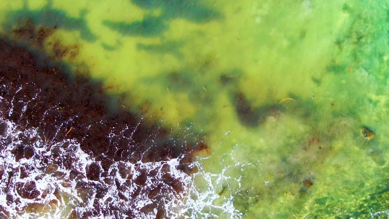 White foam spreads over a dark seaweed patch in green coastal water