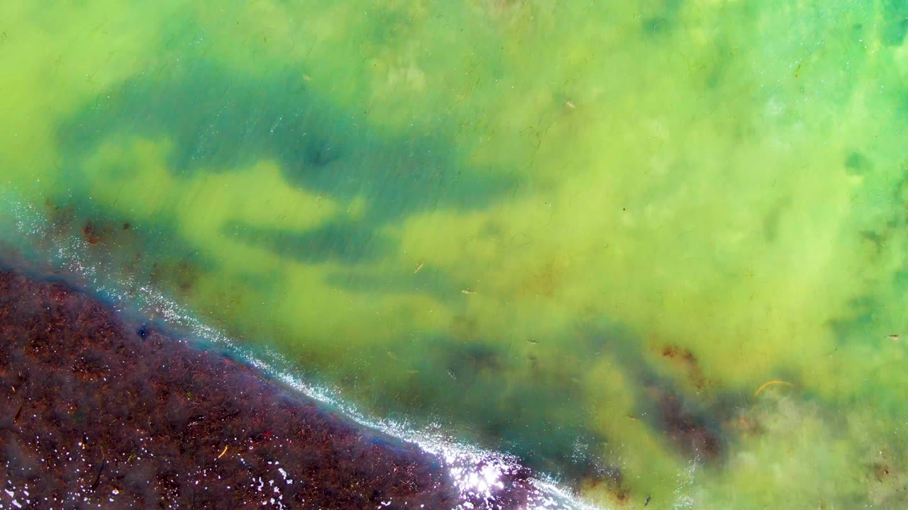 Green shallow water and dark shore with a narrow bright wave line.