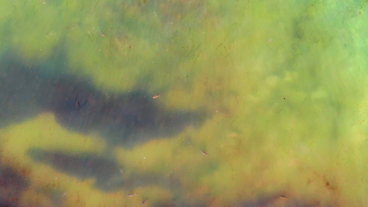 Top-down view of small fish in murky green shallow water at La Bocana, Baja California Sur, with dark algae-like patches and no visible people.
