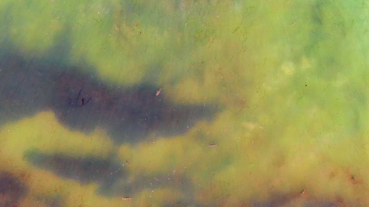 Fish drifting over dark patches in green water