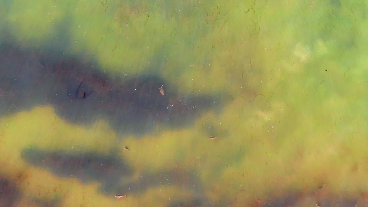 Overhead murky green water at La Bocana, Baja California Sur, shows scattered small fish and broad dark patches beneath the surface, with no visible people.