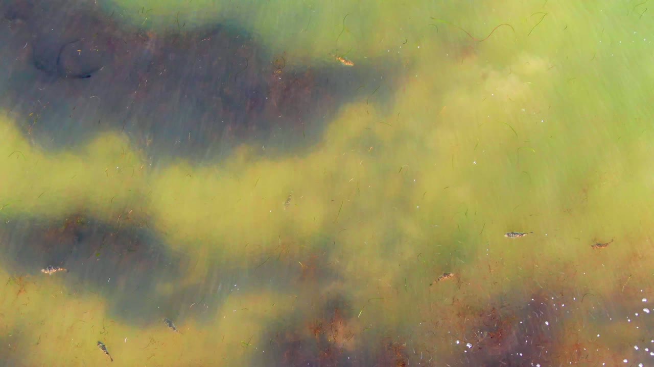 Overhead view in La Bocana, Baja California Sur of greenish-yellow algae-covered shallow water with darker patches, a few small fish, surface flecks, and no visible people.