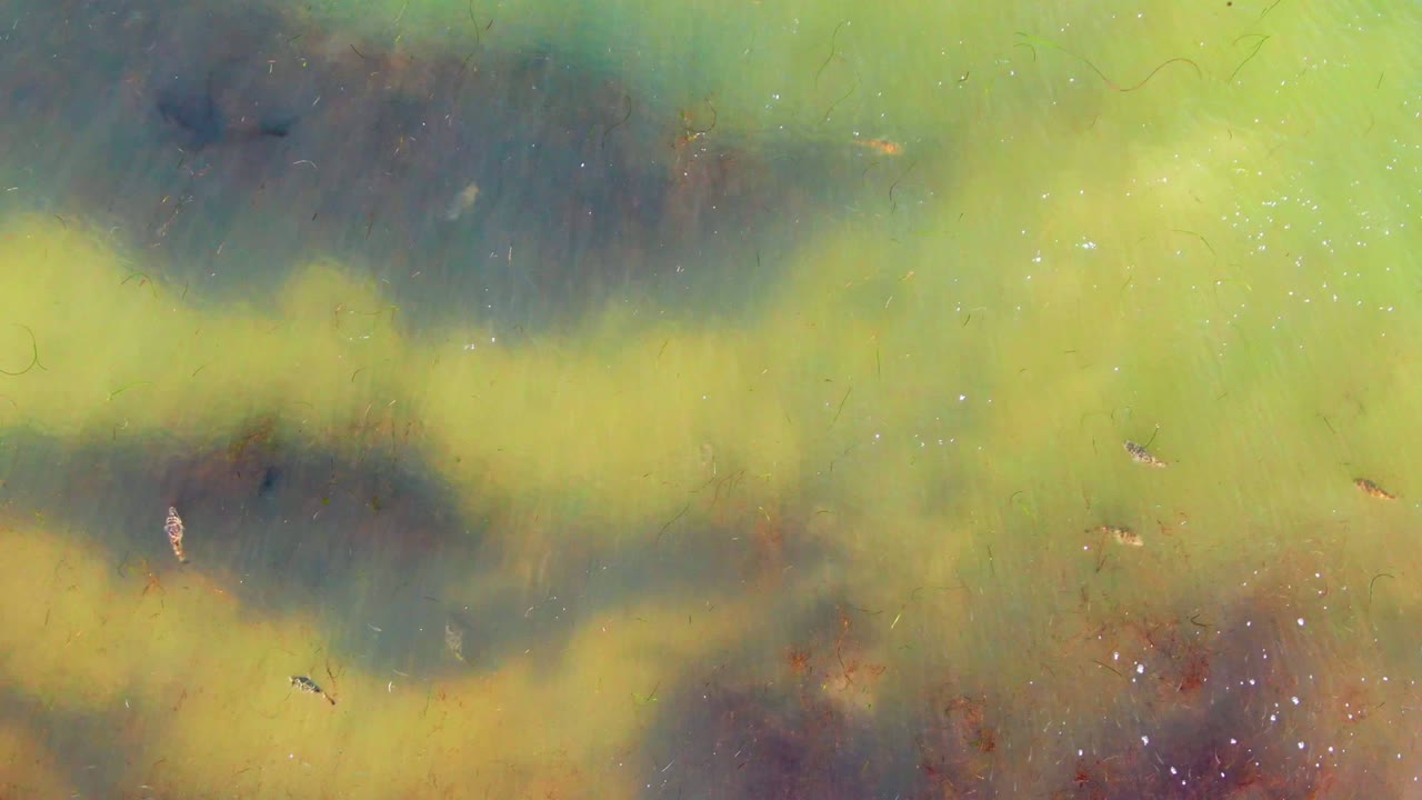 Small fish over yellow-green water and dark algae