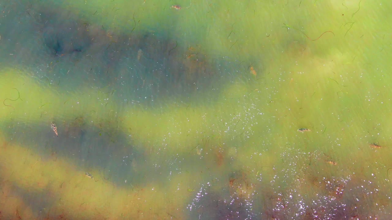 Straight-down La Bocana view of cloudy green algae and darker submerged streaks, with small fish crossing the shallow surface and no visible people.