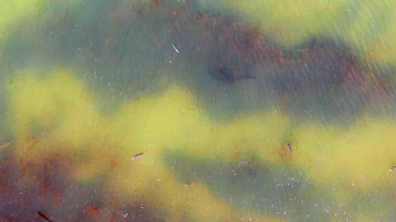 Overhead view of green and yellow algae on blue-green water in La Bocana, Baja California Sur, with small floating debris and no visible people.