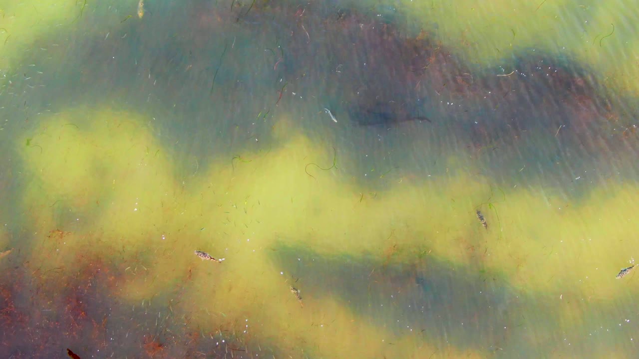 Algae bands and tiny floating fragments spread across shallow colored water.
