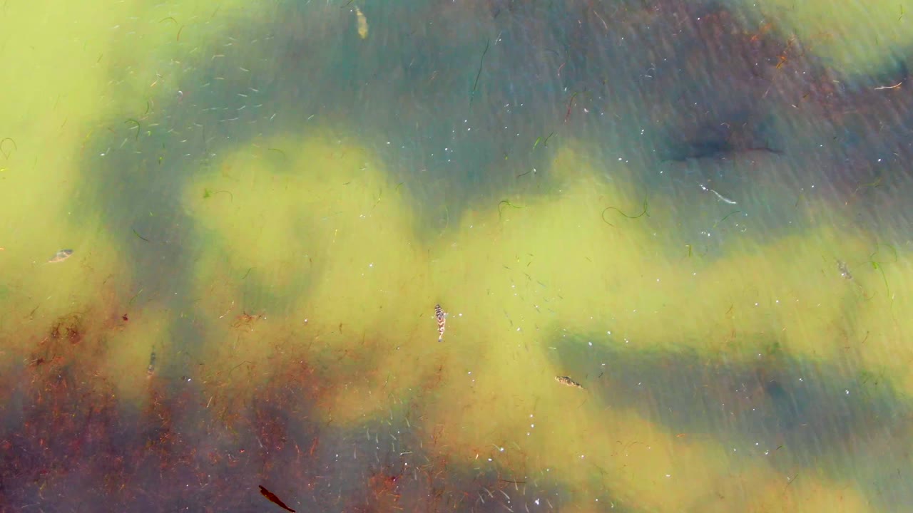 Straight-down La Bocana water view with mottled yellow algae, blue-green gaps, brown organic debris near the bottom edge, and no visible people.