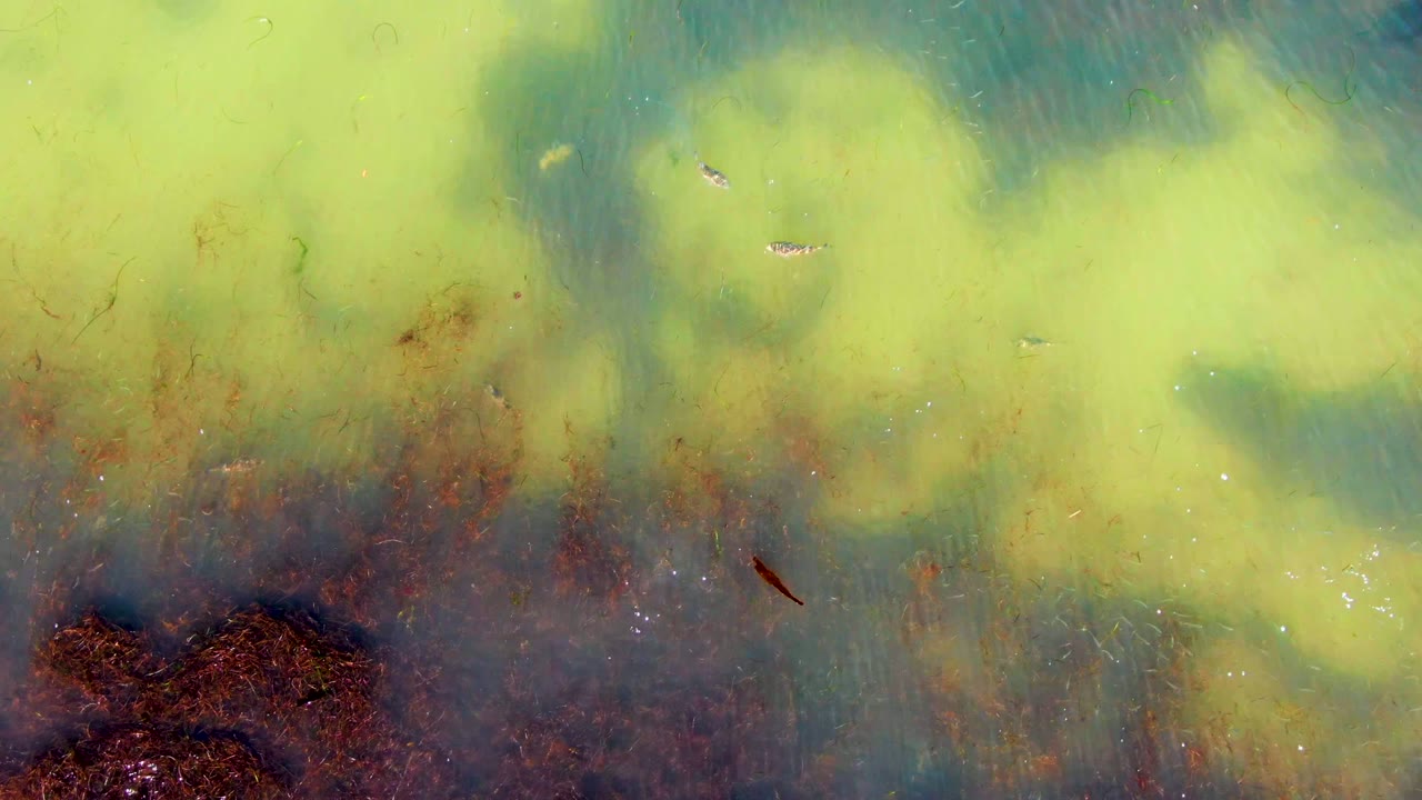 Overhead view in La Bocana, Baja California Sur of green algae clouding blue-green water, with small fish near the upper area, brown plant matter at the lower edge, and no visible people.