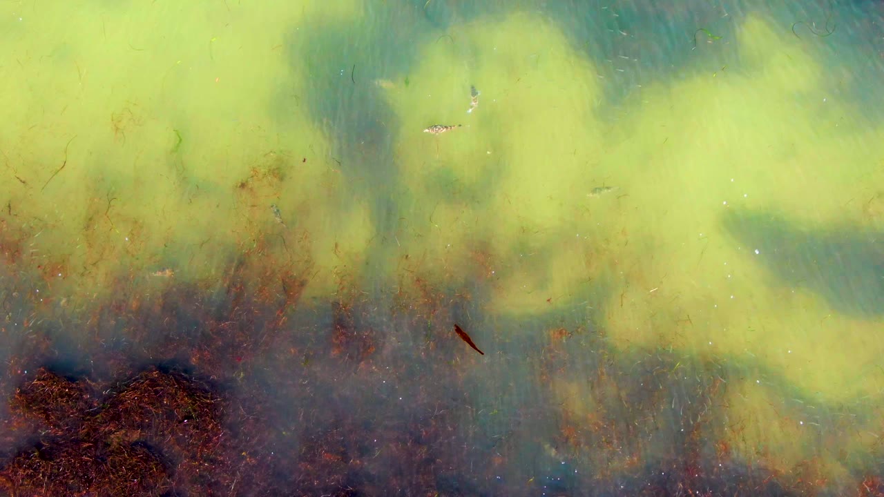 Small fish in algae-covered water with yellow-green patches