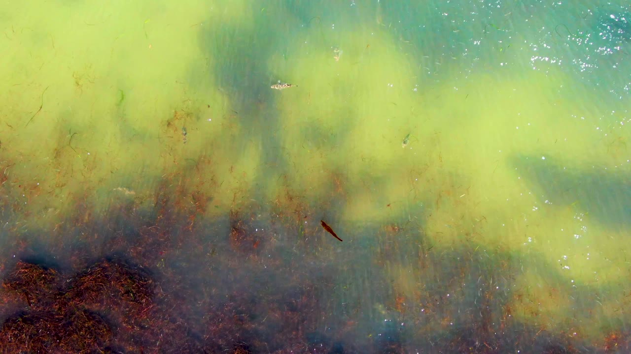 Overhead view in La Bocana, Baja California Sur with bright algae across the upper water, reddish-brown plant clusters below, a dark fish-like shape at right, and no visible people.