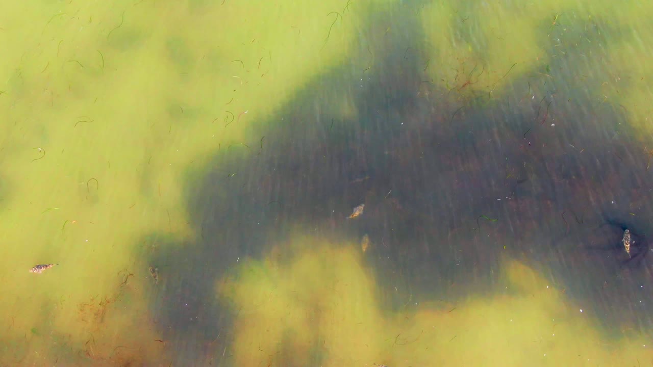 Small fish move beneath murky green-yellow shallow water in La Bocana, Baja California Sur, with darker submerged patches and no visible people.