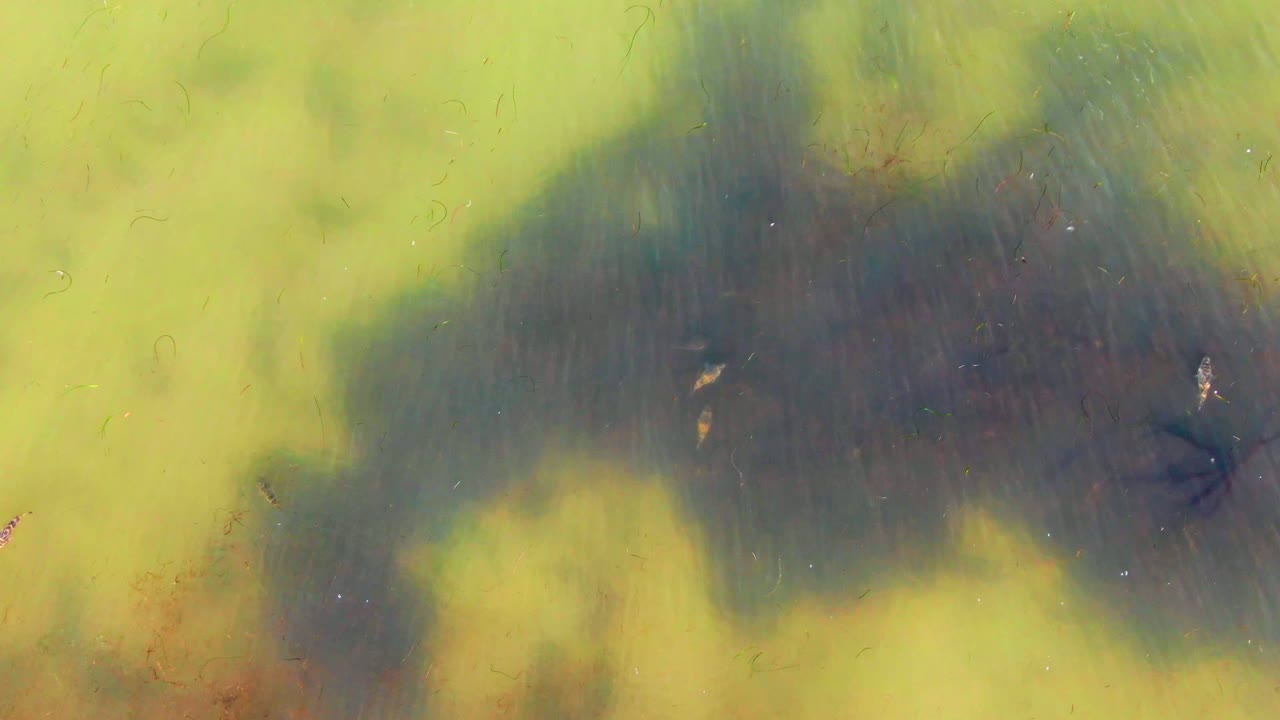 Fish near a dark patch in green water