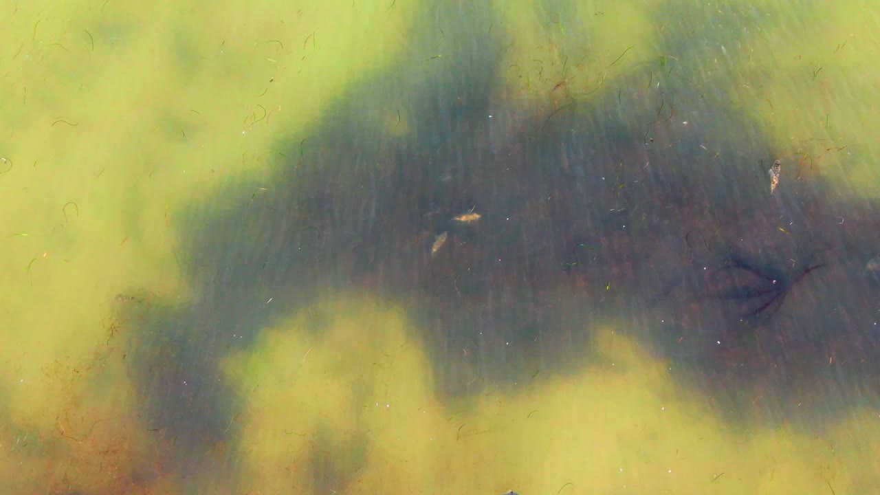 Small fish and bits of floating debris sit over yellow-green shallow water in La Bocana, with a dark soft-edged patch filling much of the frame and no visible people.