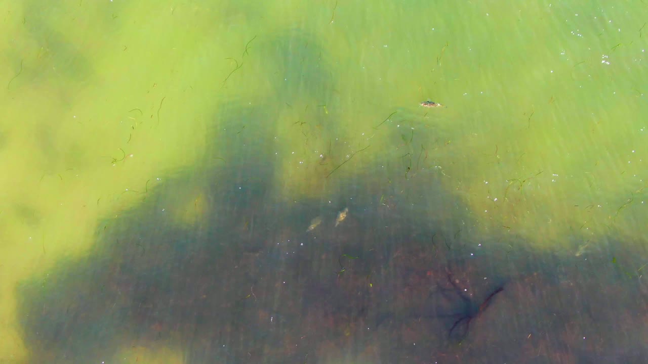 Top-down view of green shallow water in La Bocana with dark overhead shadows, bright sun reflections near center, submerged strands, and no visible people.