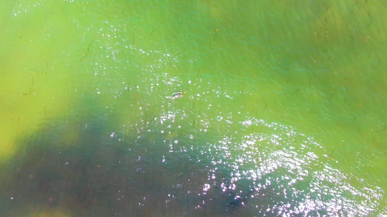 Green water surface with soft shadows and faint submerged strands