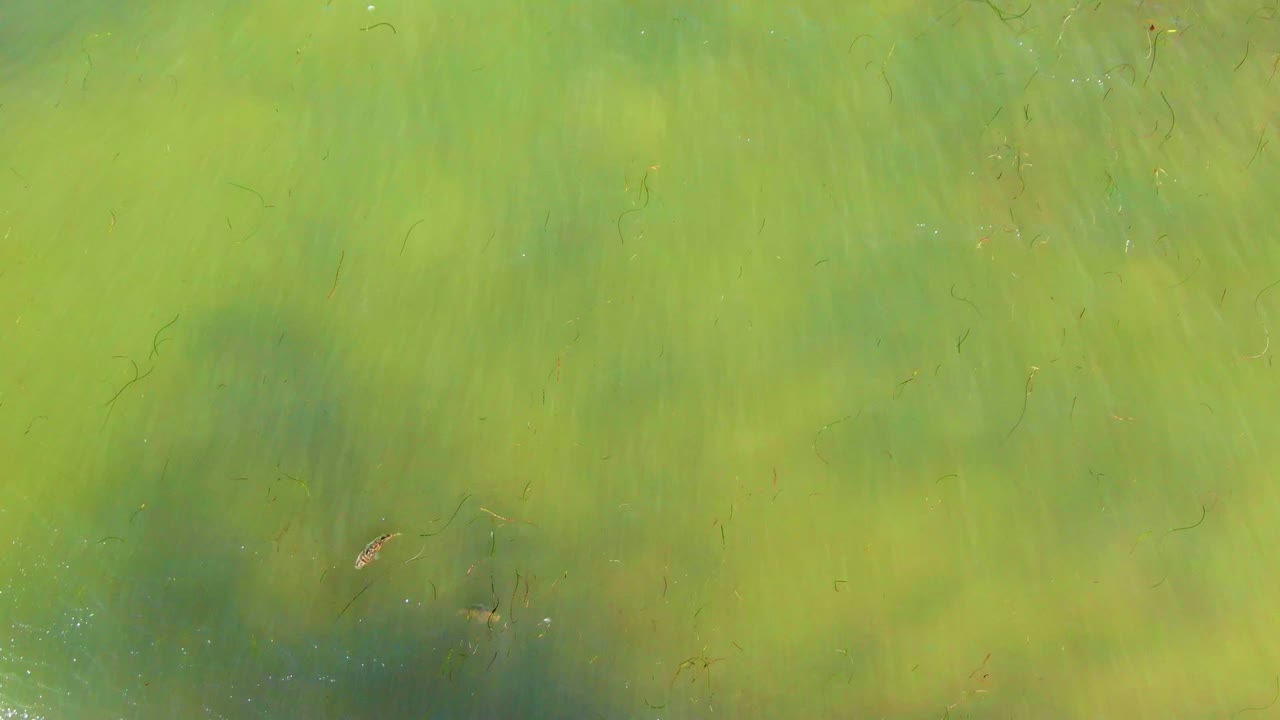 Small fish are visible in green shallow water in La Bocana, with muted yellow-green patches, darker overhead shadows, and no visible people.