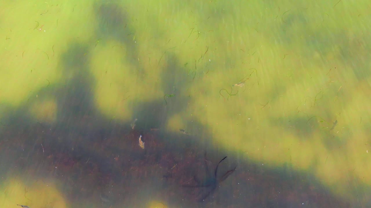 Overhead view of murky green water in La Bocana, Baja California Sur, with broad dark tree shadows, small particles in the water, and no visible people.