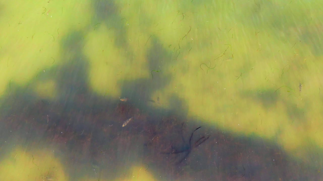 Murky green water in La Bocana, Baja California Sur, with soft-edged tree shadows drifting across the surface and no visible people.