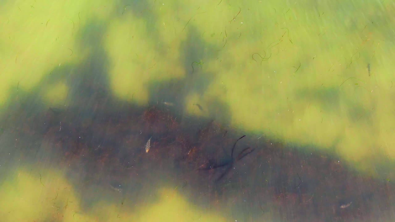 Overhead frame of cloudy green water in La Bocana, Baja California Sur, where dark shadow shapes cover much of the surface and no visible people appear.