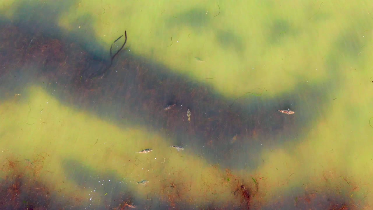 Overhead view of green algae and brown growth in shallow water at La Bocana, Baja California Sur, with a few small fish visible and no visible people.