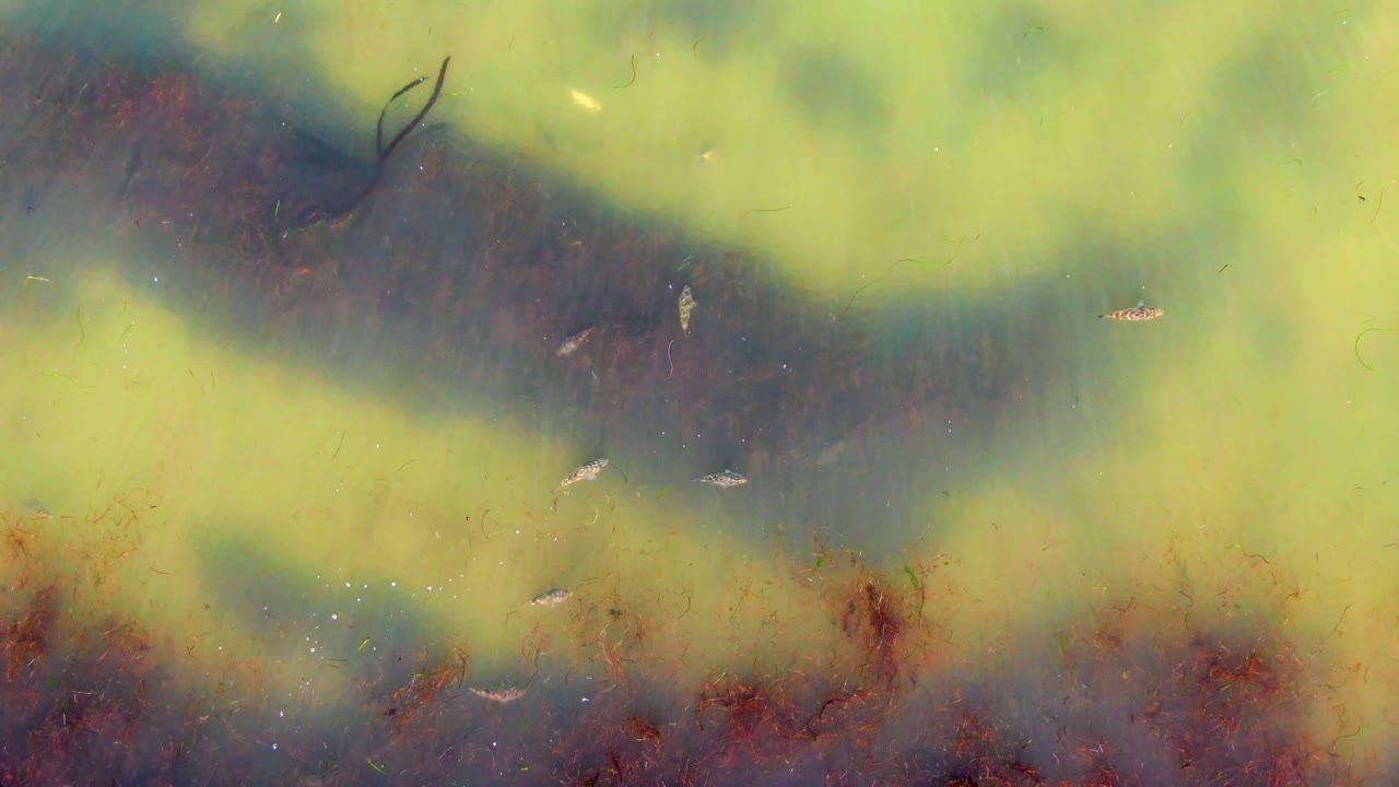 Murky green algae spreads across shallow water in La Bocana, Baja California Sur, with small fish near the center and no visible people.