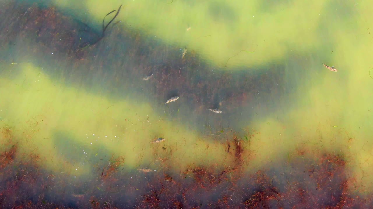 Pale green algae patches and darker submerged water fill the La Bocana frame, with several small fish visible and no visible people.
