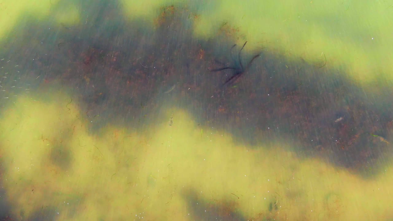 A small water strider sits near the upper left over green-yellow algae and darker water patches in La Bocana, Baja California Sur, with no visible people.